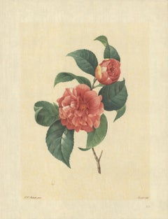 1939 Pierre-Joseph Redoute 'Camelia Panache (Camelia Japonica)' Lithograph