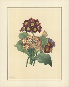 Pierre-Joseph Redoute « Oreilles D'Ours- Primula auricula, varietes », 1939, France
