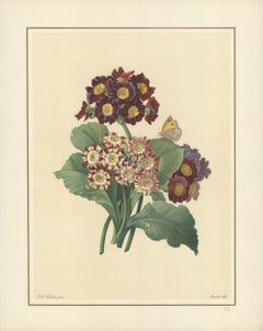 1939 Pierre-Joseph Redoute 'Oreilles D'Ours- Primula auricula, varietes' France 