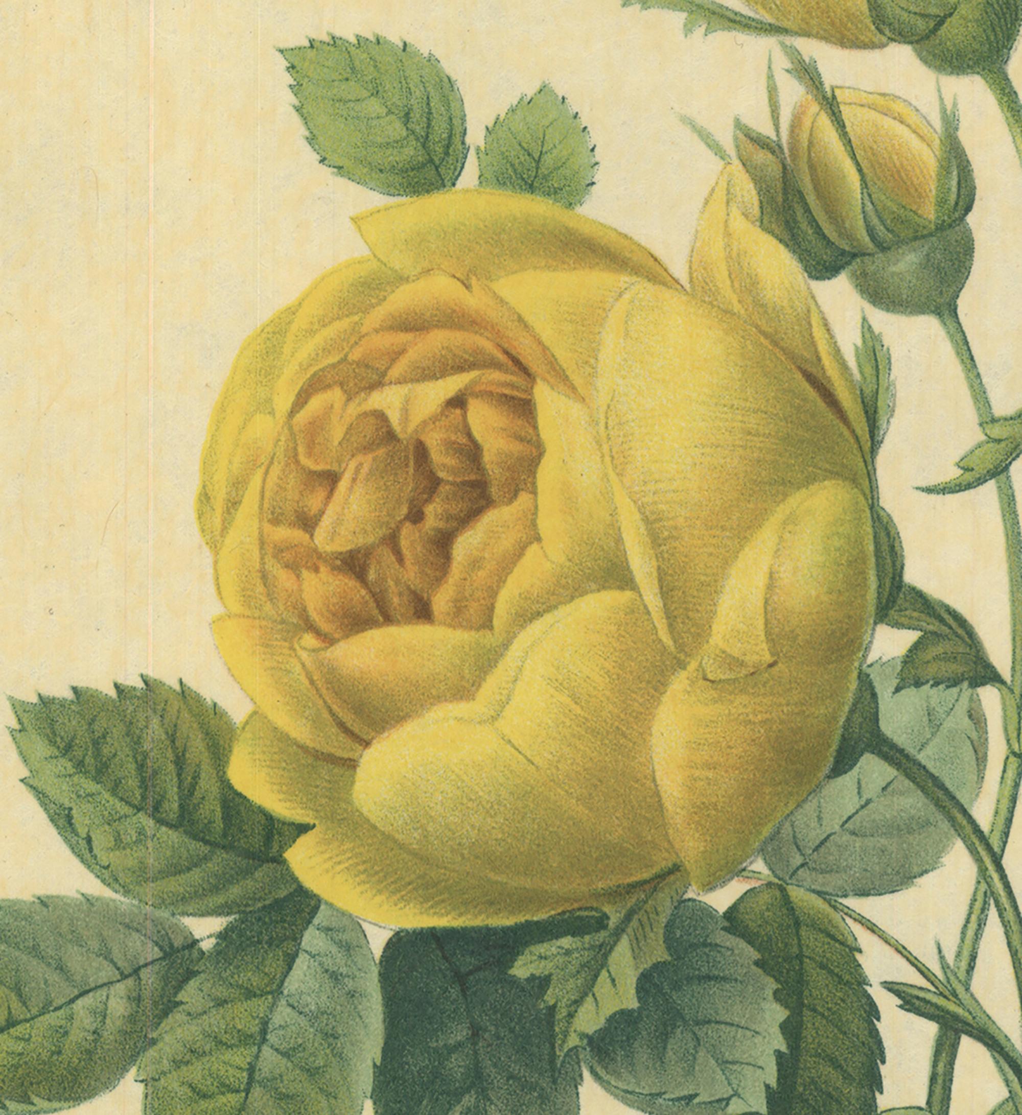 1939 Pierre-Joseph Redoute 'Rose Jaune de Soufre (Rosa sulfurea)' Lithograph - Print by Pierre-Joseph Redouté