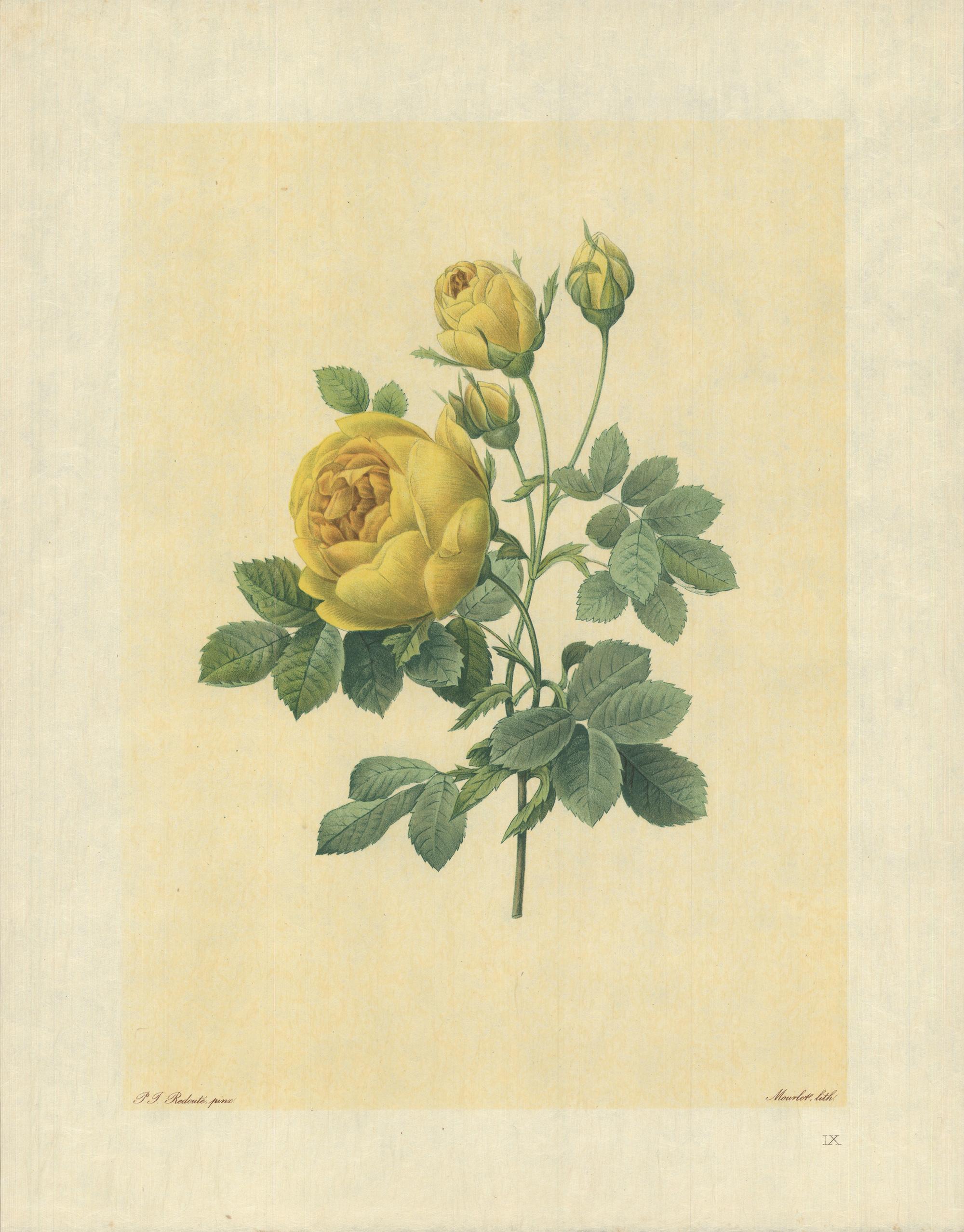 Pierre-Joseph Redouté Print - 1939 Pierre-Joseph Redoute 'Rose Jaune de Soufre (Rosa sulfurea)' Lithograph