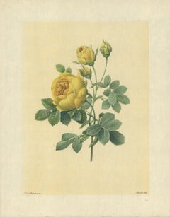 1939 Pierre-Joseph Redoute 'Rose Jaune de Soufre (Rosa sulfurea)' Lithograph