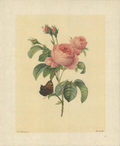 Vintage 1939 Pierre-Joseph Redoute 'Rosier a Cent Feuilles (Rosa Centifolia)' Lithograph