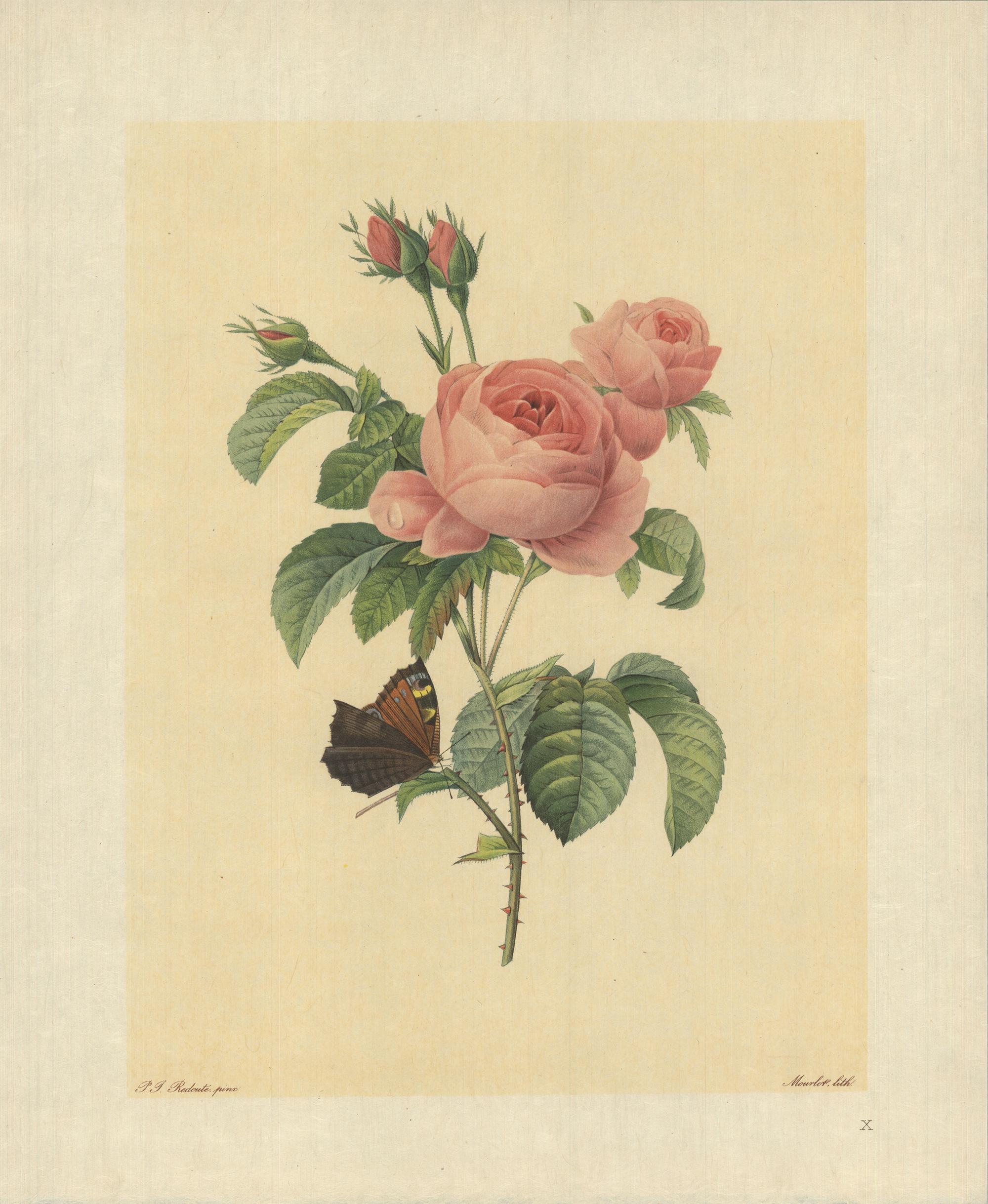 Pierre-Joseph Redouté Print - 1939 Pierre-Joseph Redoute 'Rosier a Cent Feuilles (Rosa Centifolia)' Lithograph