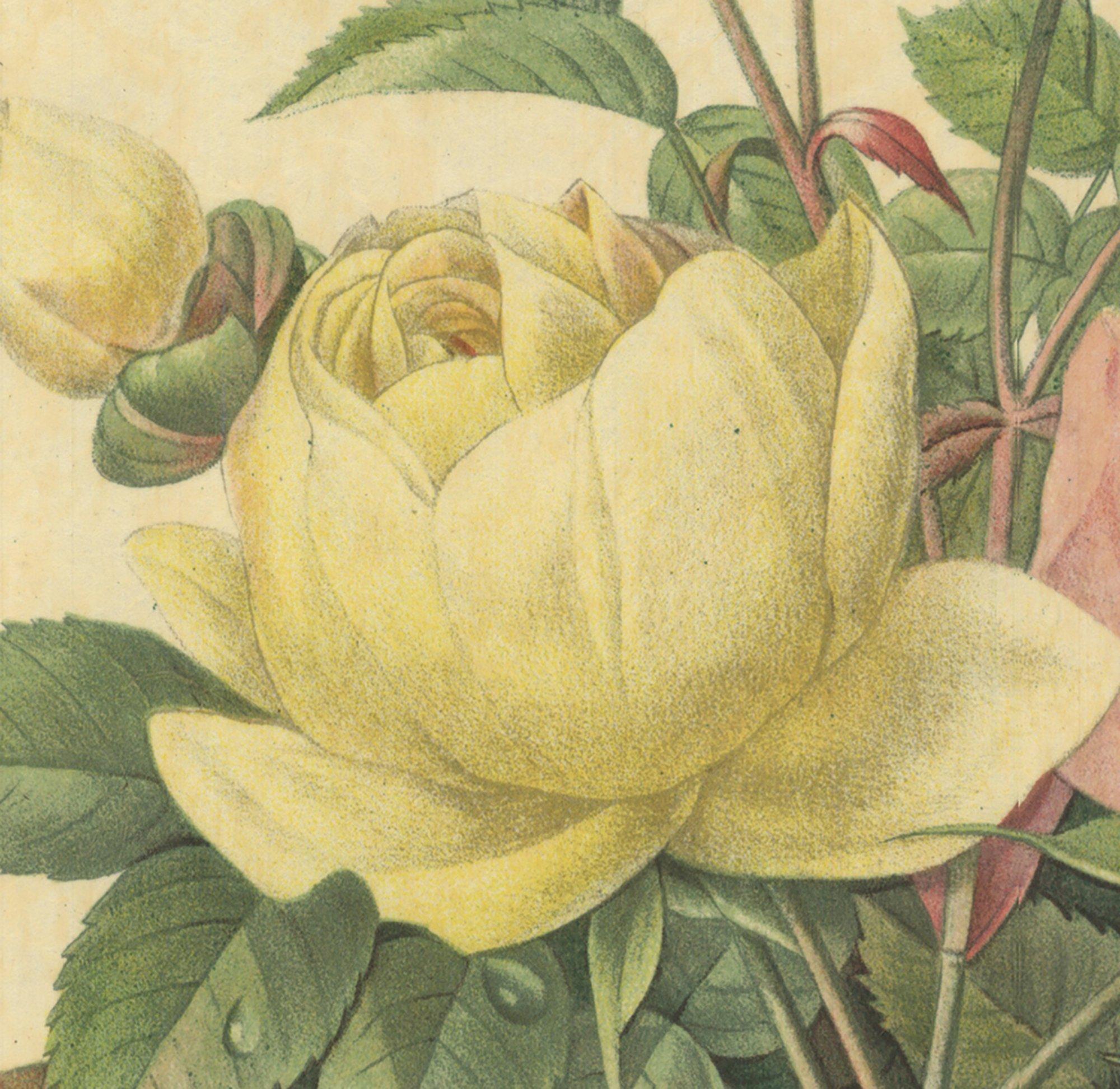 1939 Pierre-Joseph Redoute 'Variete de Rose Jaune et de Rose de Bengale'  - Print by Pierre-Joseph Redouté