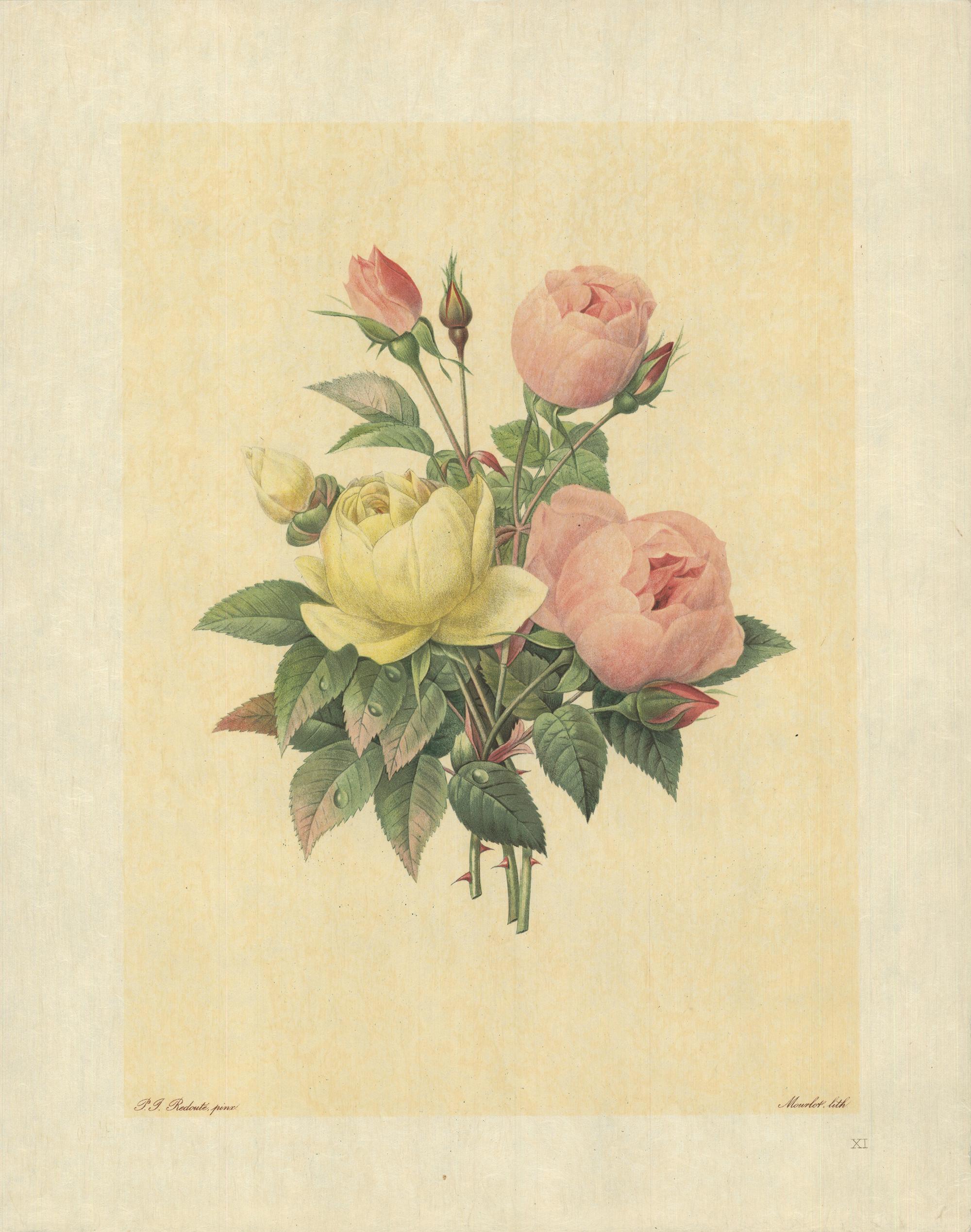 Pierre-Joseph Redouté Print - 1939 Pierre-Joseph Redoute 'Variete de Rose Jaune et de Rose de Bengale' Lithogr