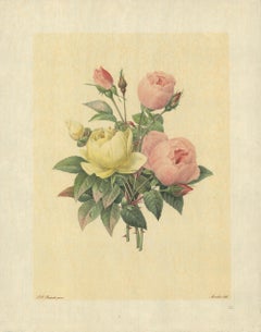 1939 Pierre-Joseph Redoute 'Variete de Rose Jaune et de Rose de Bengale' Lithogr