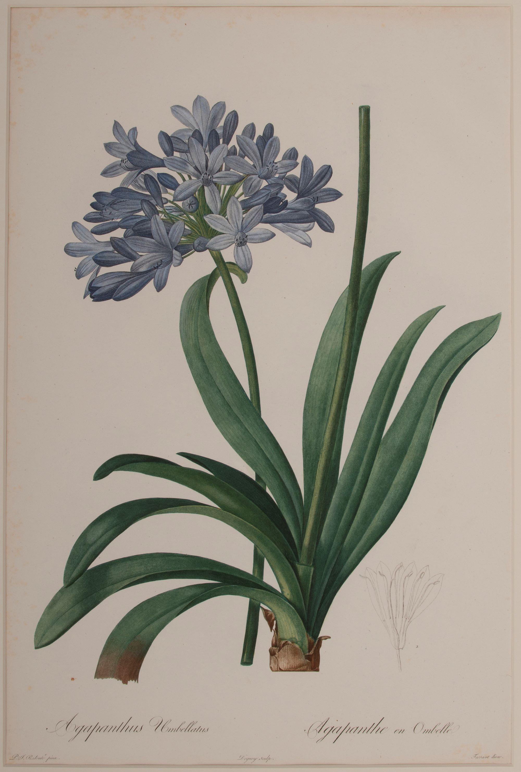 Agapanthus Umbellatus   - Print by Pierre-Joseph Redouté