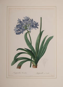 Agapanthus Umbellatus  