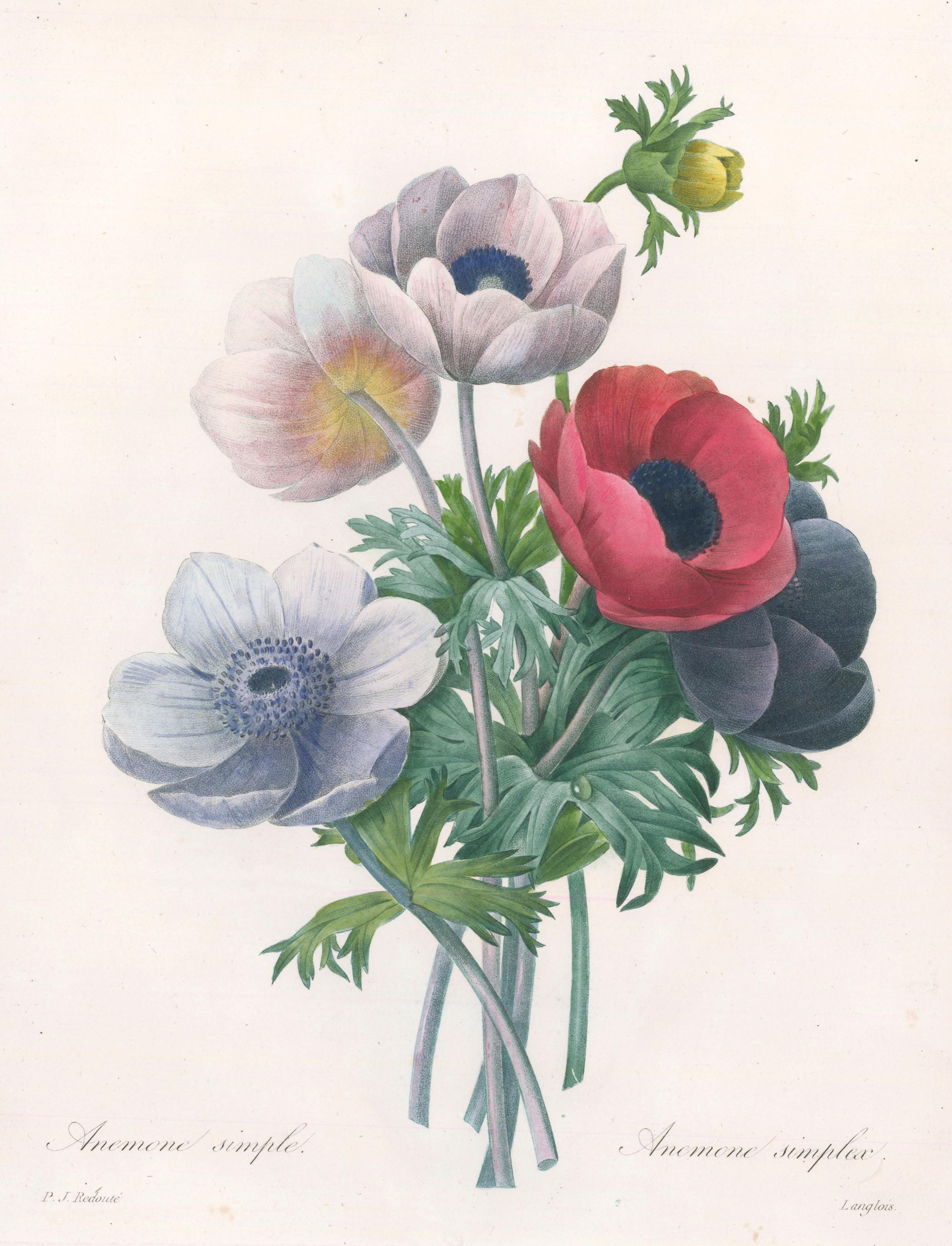 Anemone Bouquet - Print by Pierre-Joseph Redouté