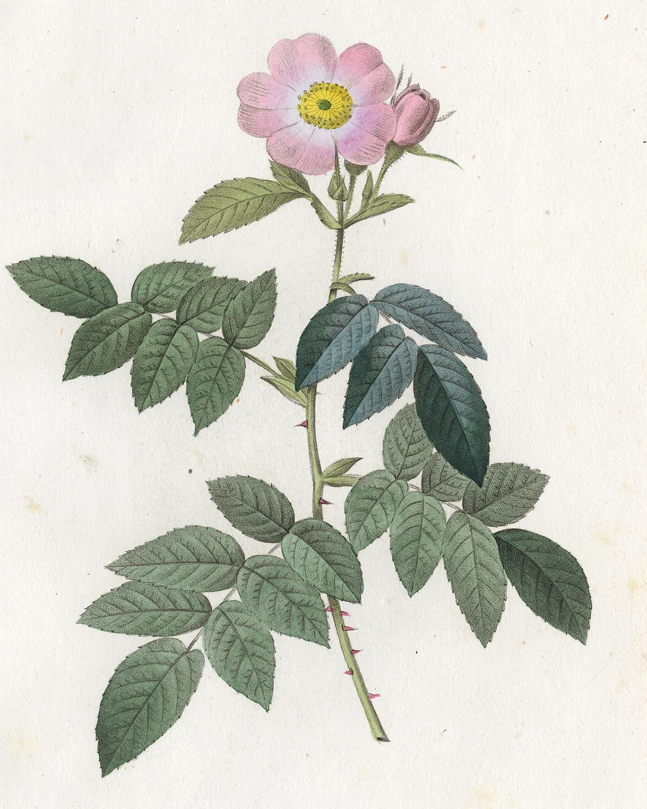 Apple Rose by Redoute - Les Roses - Handcoloured engraving - 19th century - Print by Pierre-Joseph Redouté