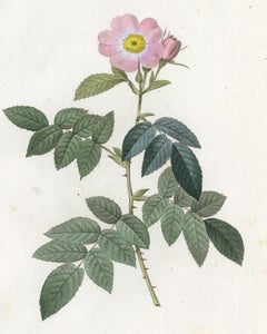 Apple Rose by Redoute - Les Roses - Handcoloured engraving - 19th century