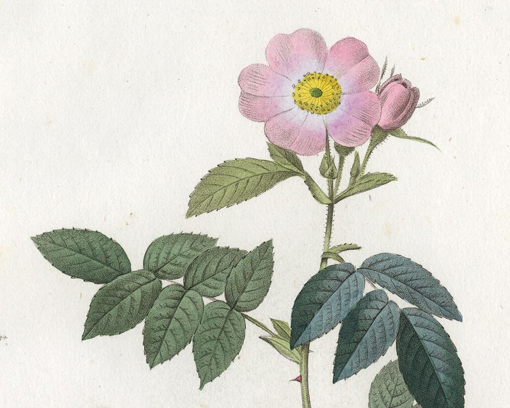 Apple Rose by Redoute - Les Roses - Handcoloured engraving - 19th century - Old Masters Print by Pierre-Joseph Redouté