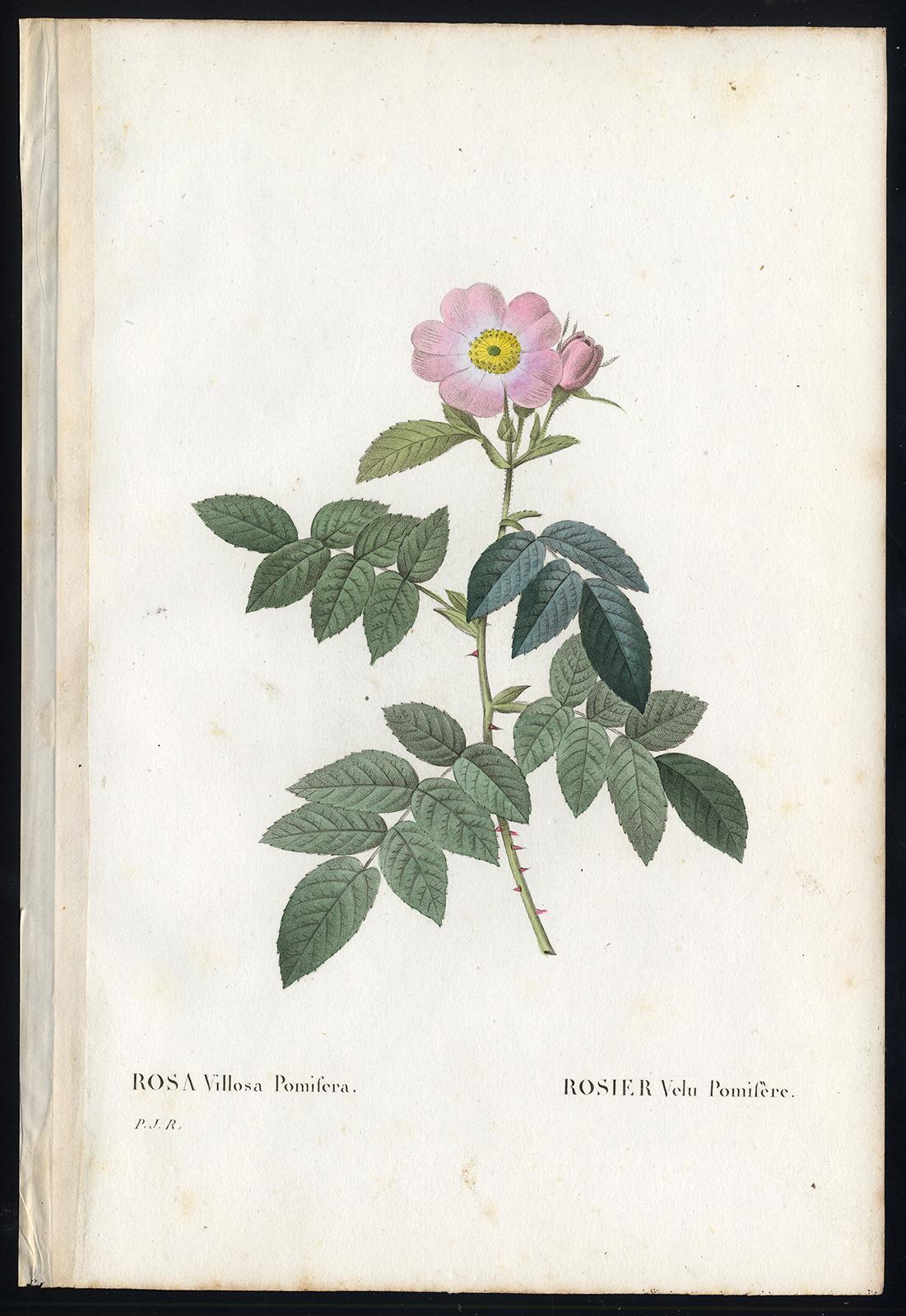 Pierre-Joseph Redouté Print - Apple Rose by Redoute - Les Roses - Handcoloured engraving - 19th century