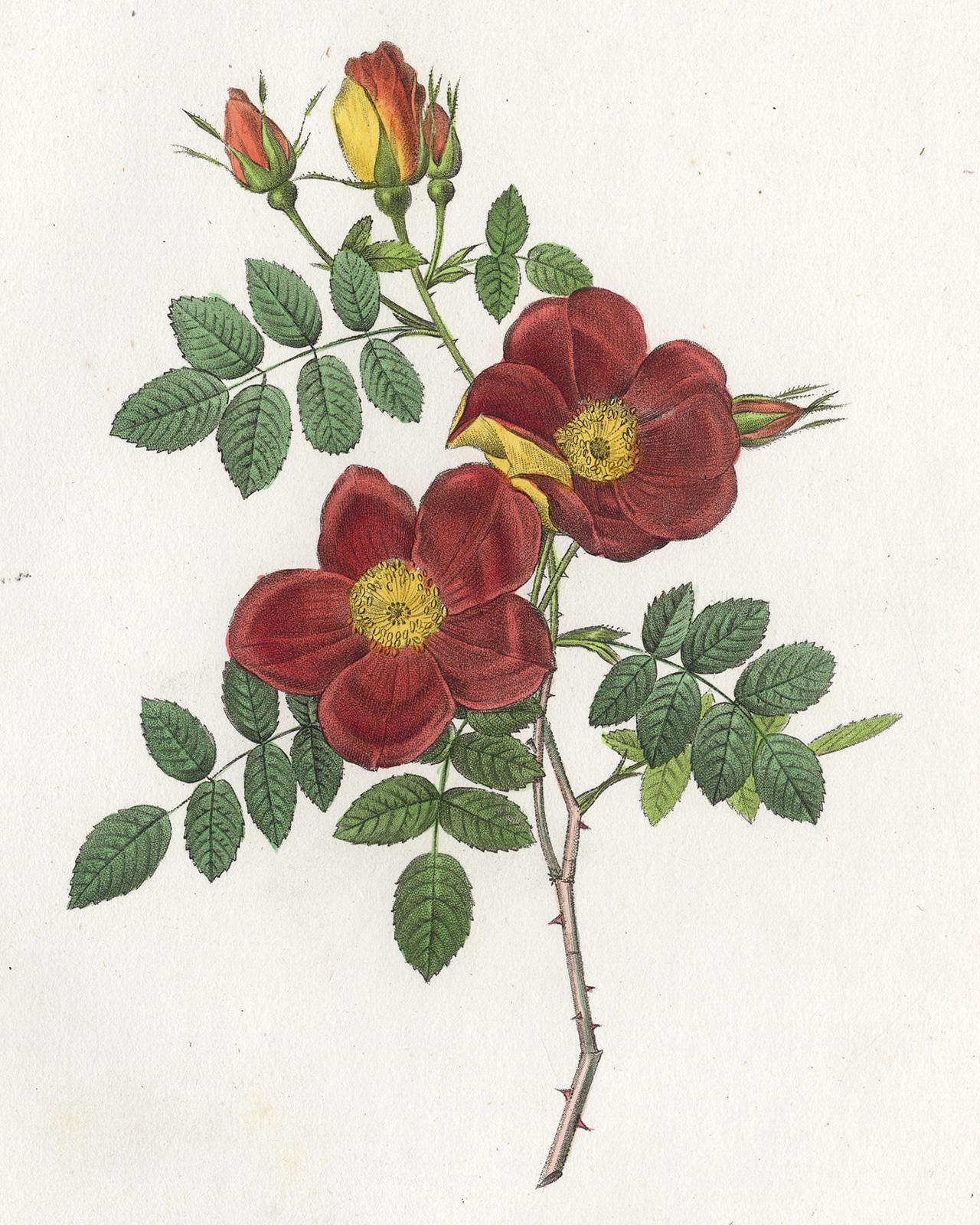 Austrian Copper Rose by Redoute - Les Roses - Handcoloured engraving - 19th c. - Print by Pierre-Joseph Redouté