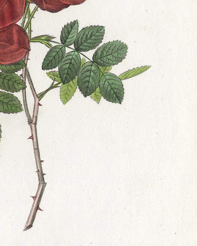 Austrian Copper Rose by Redoute - Les Roses - Handcoloured engraving - 19th c. - Old Masters Print by Pierre-Joseph Redouté