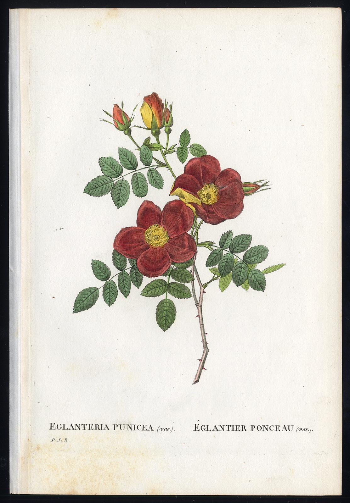 Pierre-Joseph Redouté Print - Austrian Copper Rose by Redoute - Les Roses - Handcoloured engraving - 19th c.