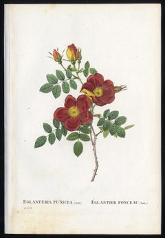 Austrian Copper Rose by Redoute - Les Roses - Handcoloured engraving - 19th c.