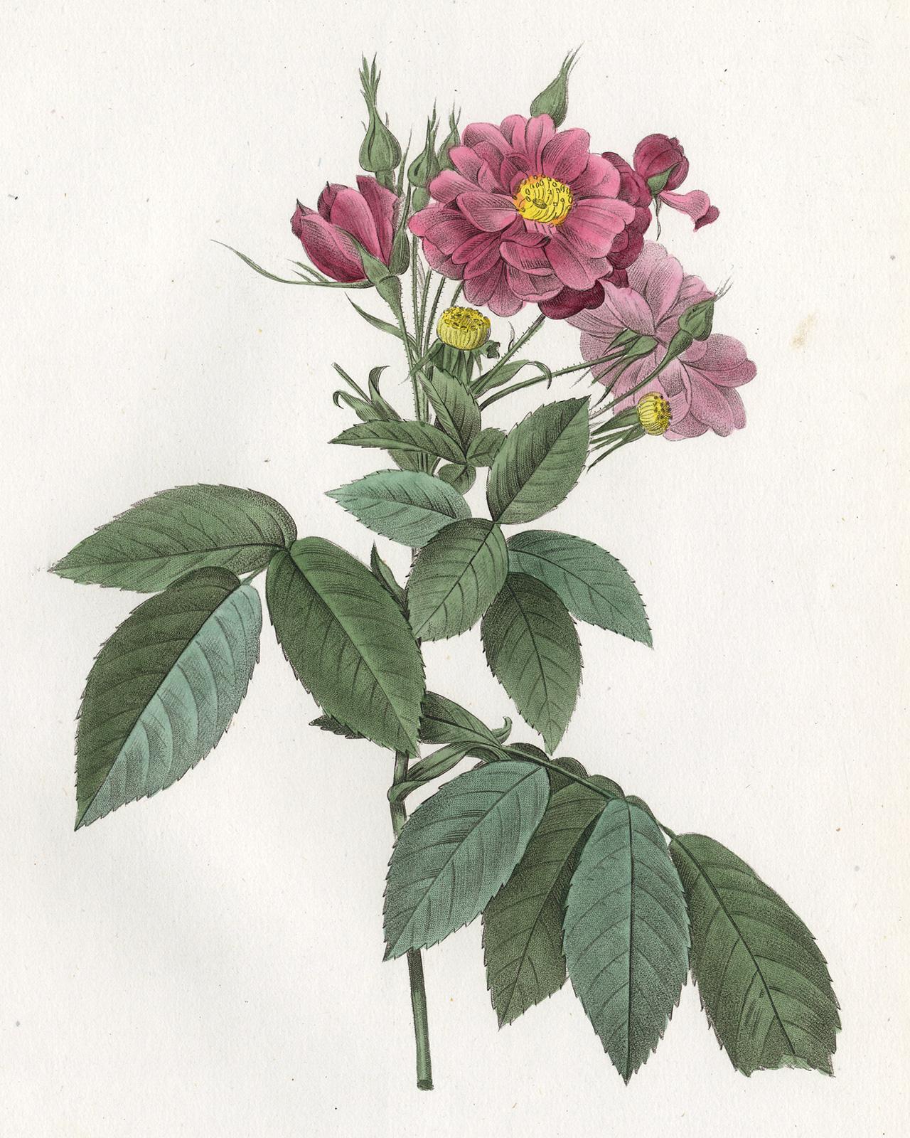 Boursault Rose by Redoute - Les Roses - Handcoloured engraving - 19th century - Print by Pierre-Joseph Redouté