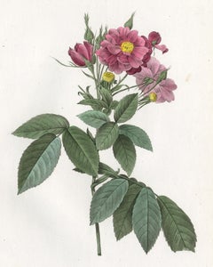 Boursault Rose by Redoute - Les Roses - Handcoloured engraving - 19th century