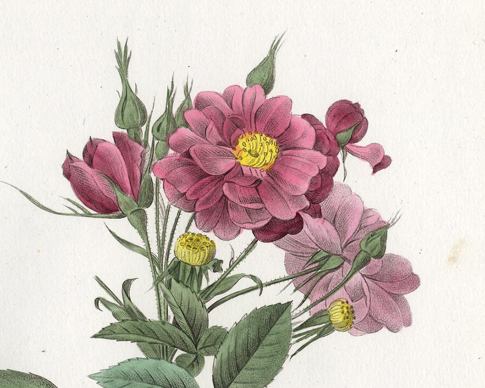 Boursault Rose by Redoute - Les Roses - Handcoloured engraving - 19th century - Old Masters Print by Pierre-Joseph Redouté