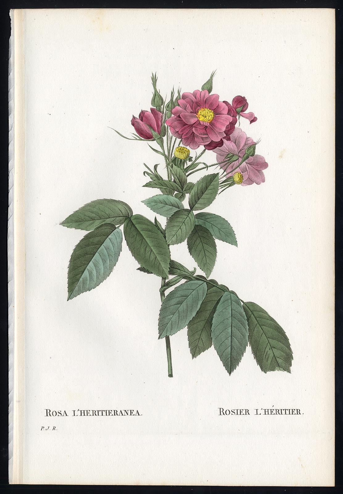Pierre-Joseph Redouté Print - Boursault Rose by Redoute - Les Roses - Handcoloured engraving - 19th century