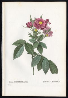 Boursault Rose by Redoute - Les Roses - Handcoloured engraving - 19th century