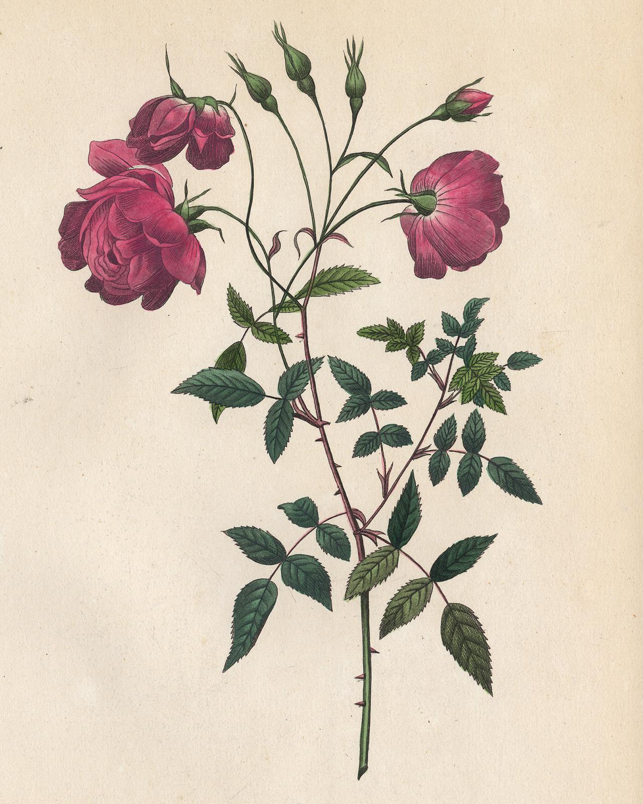 China Rose by Redoute - Les Roses - Handcoloured engraving - 19th century - Print by Pierre-Joseph Redouté