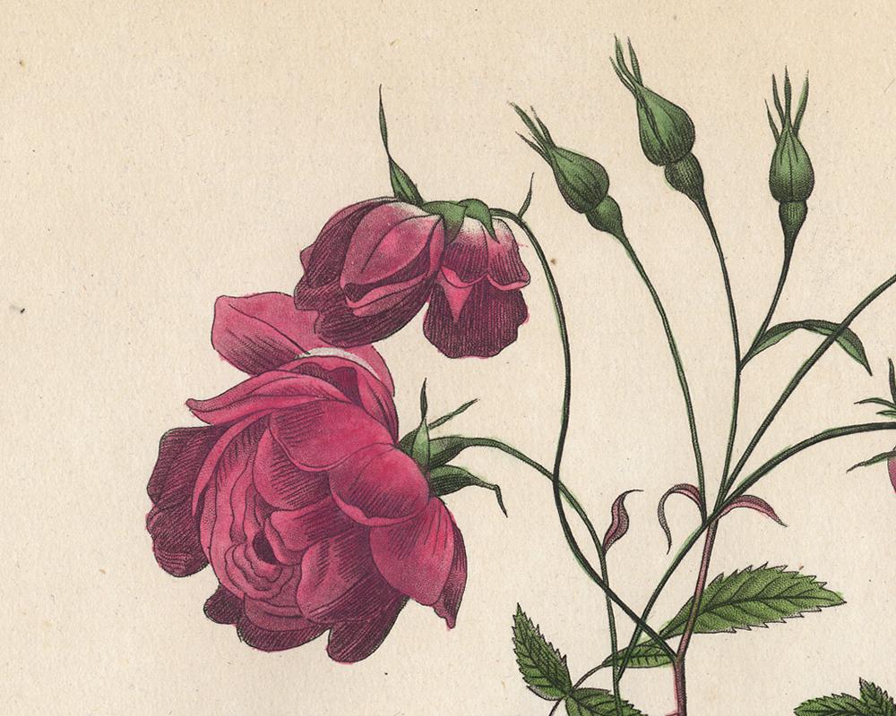 China Rose by Redoute - Les Roses - Handcoloured engraving - 19th century - Old Masters Print by Pierre-Joseph Redouté