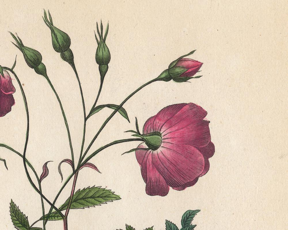 China Rose by Redoute - Les Roses - Handcoloured engraving - 19th century - White Print by Pierre-Joseph Redouté