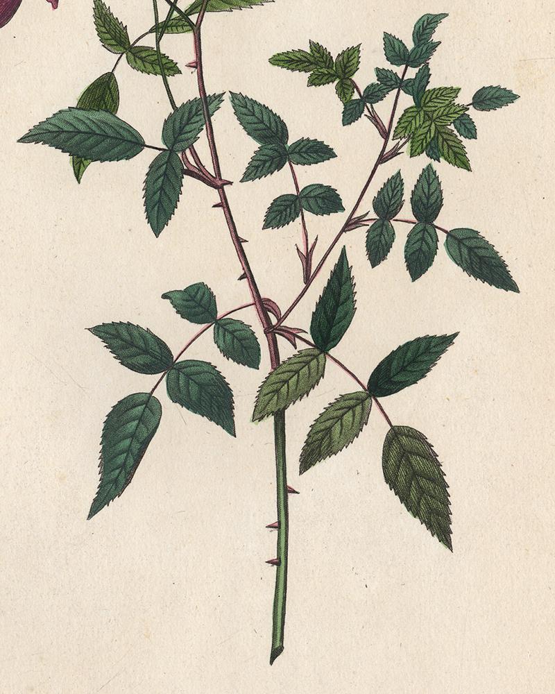 Subject: Original botanical print from volume 3 plate number 53. The title is: 'Bengale a Bouquets' / 'Rosa Indica Sertulata' (China Rose (var.)).

Description:  This plate originates from the third (second octavo) edition of Les Roses by Redoute
