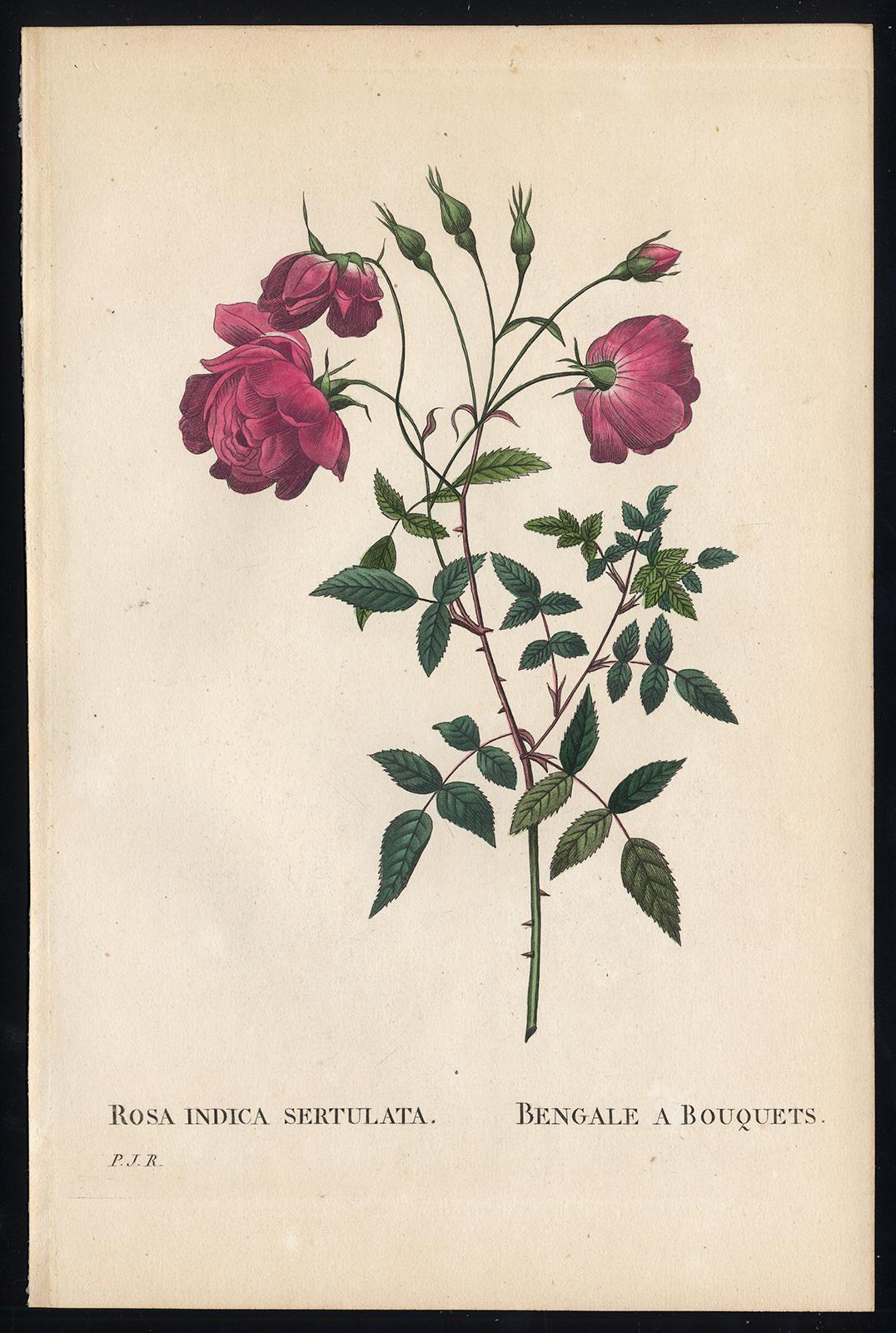 Pierre-Joseph Redouté Print - China Rose by Redoute - Les Roses - Handcoloured engraving - 19th century