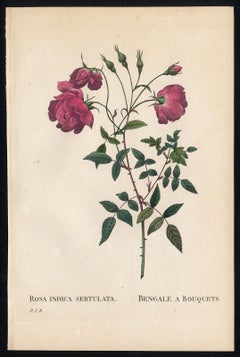 China Rose by Redoute - Les Roses - Handcoloured engraving - 19th century