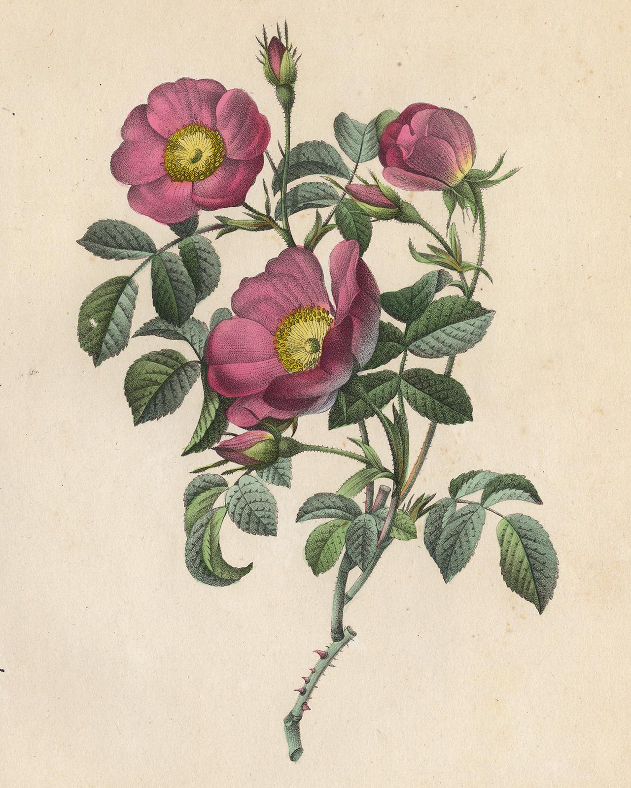 Creeping French Rose by Redoute - Handcoloured engraving - 19th century - Print by Pierre-Joseph Redouté