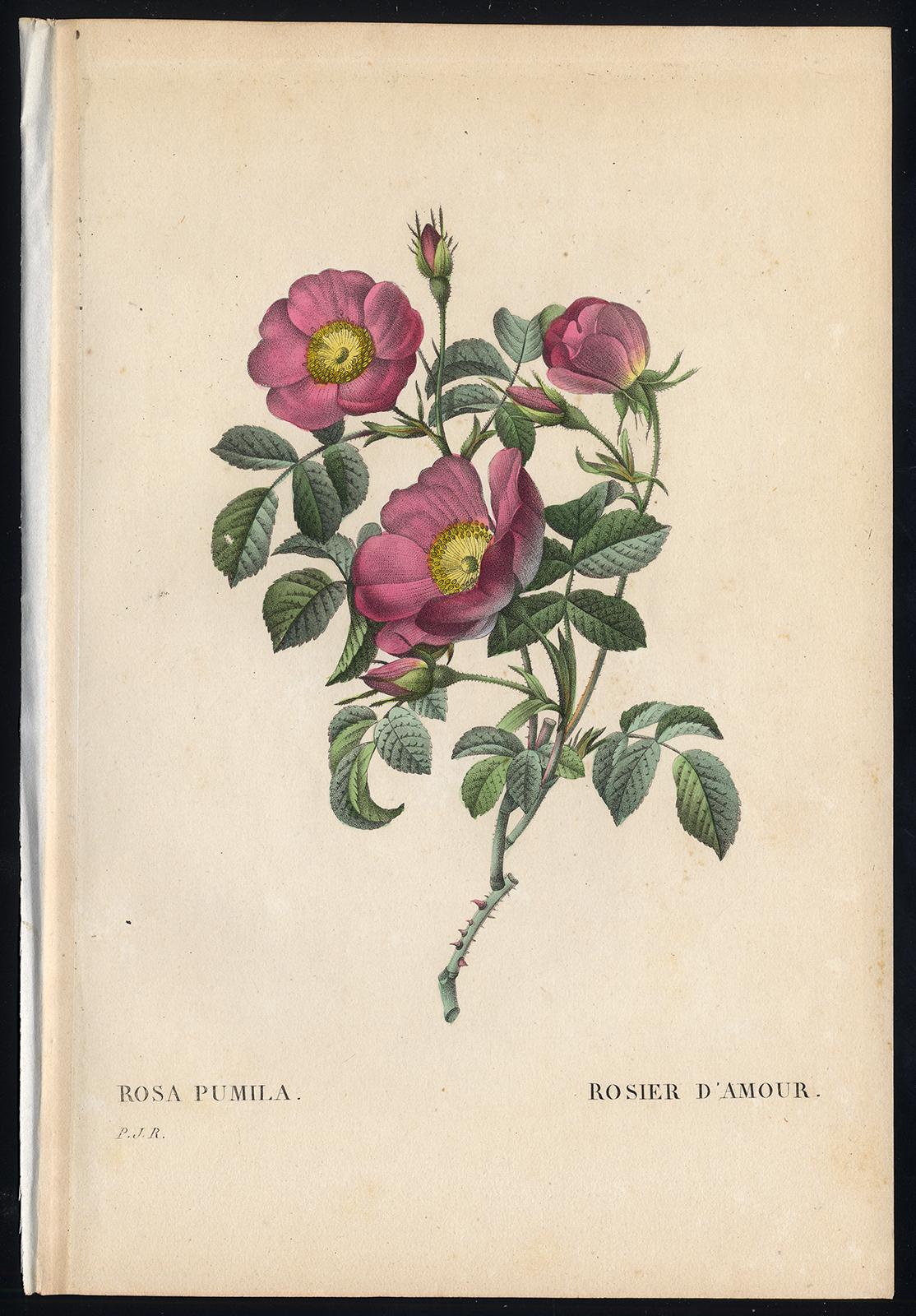 Pierre-Joseph Redouté Print - Creeping French Rose by Redoute - Handcoloured engraving - 19th century