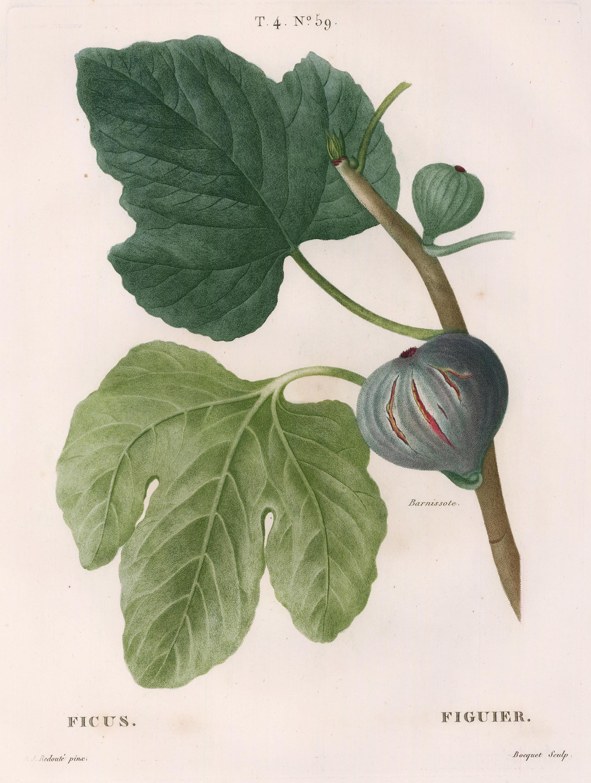 Fig Engraving - Print by Pierre-Joseph Redouté