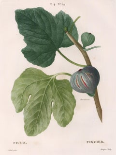 Fig Engraving