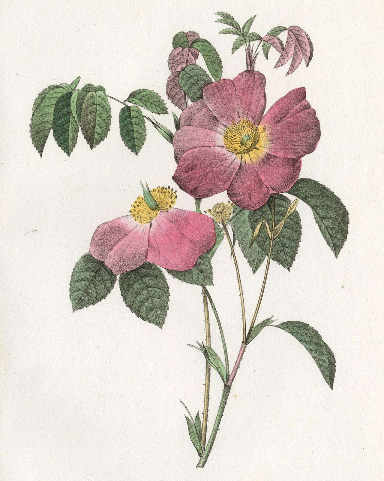 French Rose by Redoute - Les Roses - Handcoloured engraving - 19th century - Print by Pierre-Joseph Redouté