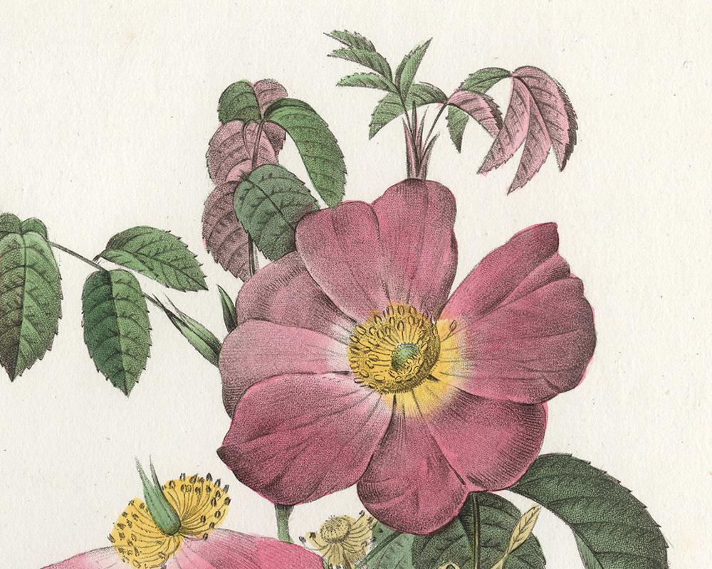 French Rose by Redoute - Les Roses - Handcoloured engraving - 19th century - Old Masters Print by Pierre-Joseph Redouté