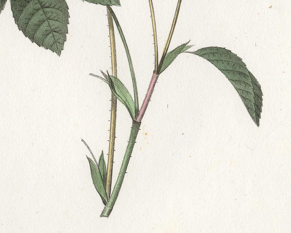 Subject: Original botanical print from volume 2 plate number 46. The title is: 'Provins (fleurs roses et simples)' / 'Gallica Rosea (flore simplici)' (French Rose).

Description:  This plate originates from the third (second octavo) edition of Les