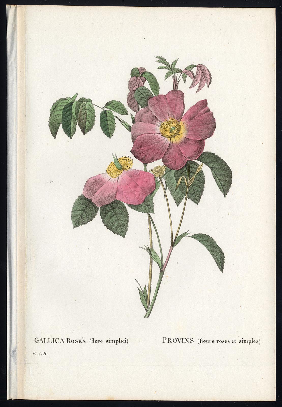 Pierre-Joseph Redouté Print - French Rose by Redoute - Les Roses - Handcoloured engraving - 19th century