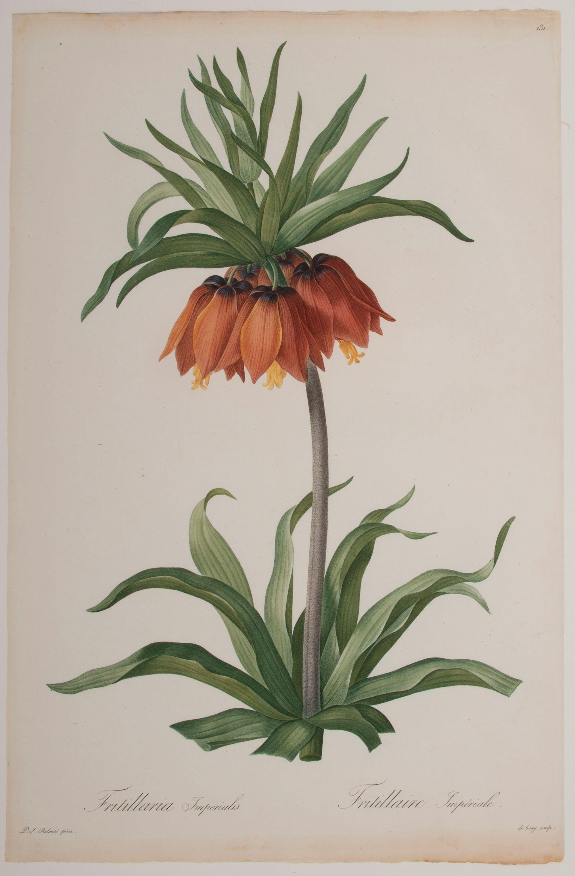 Fritillaria Imperialis - Print by Pierre-Joseph Redouté