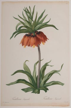 Fritillaria Imperialis