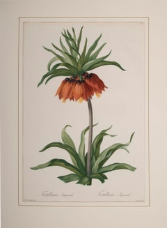 Antique Fritillaria Imperialis 