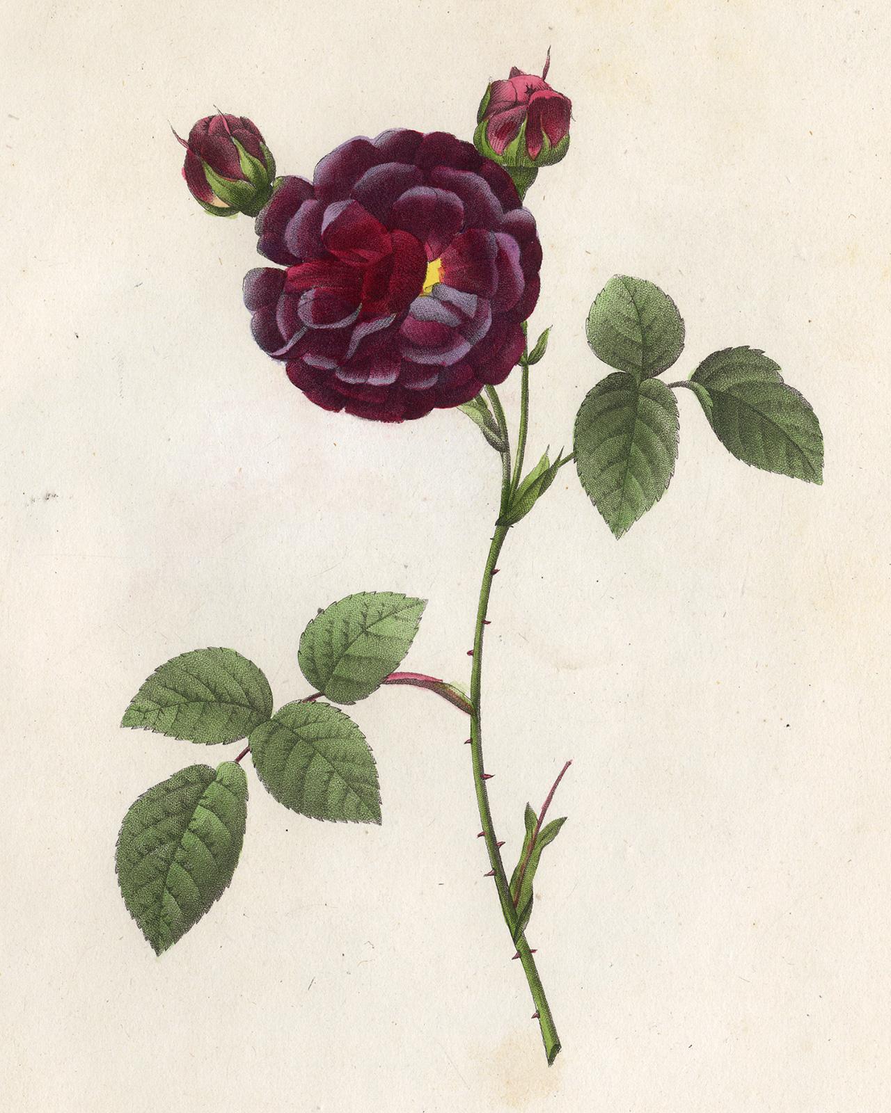 Gallica Puytrenea by Redoute - Les Roses - Handcoloured engraving - 19th century - Print by Pierre-Joseph Redouté