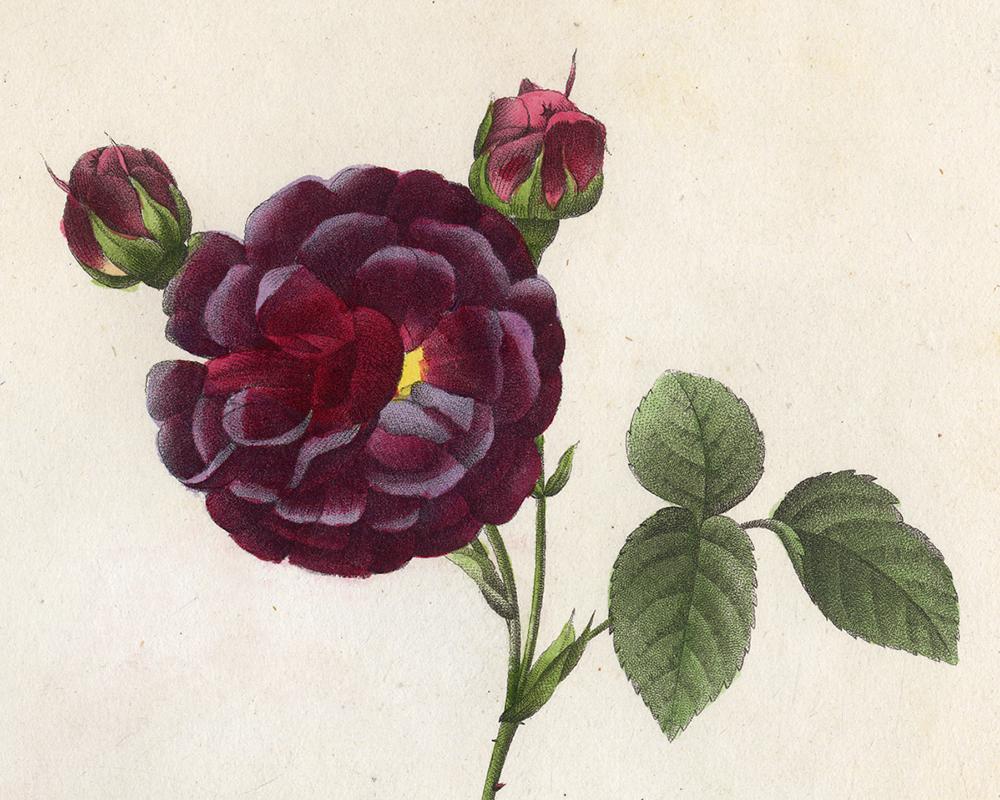 Gallica Puytrenea by Redoute - Les Roses - Handcoloured engraving - 19th century - Old Masters Print by Pierre-Joseph Redouté