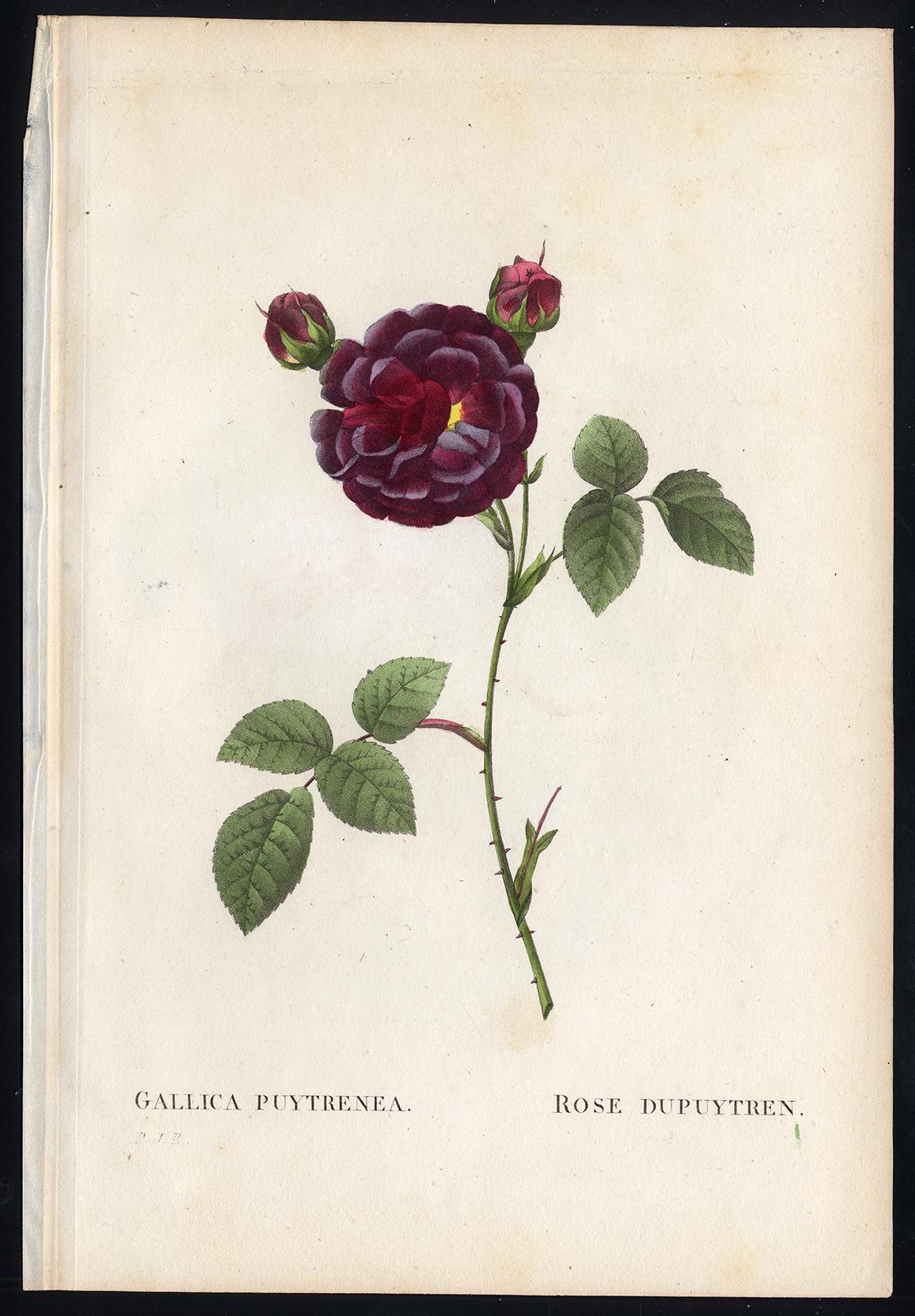 Pierre-Joseph Redouté Print - Gallica Puytrenea by Redoute - Les Roses - Handcoloured engraving - 19th century