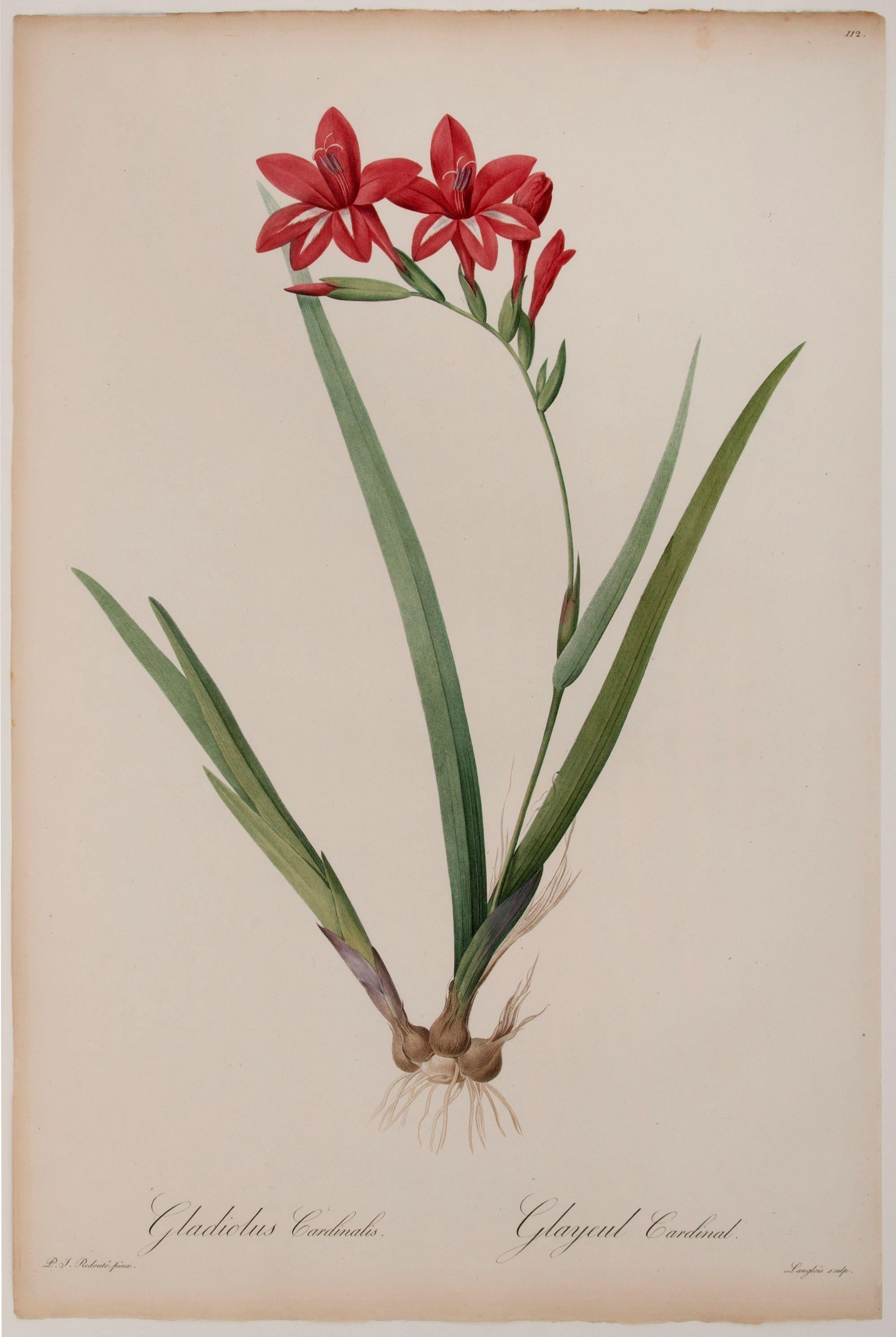 Gladiolus Cardinali  - Print de Pierre-Joseph Redouté