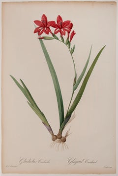 Gladiolus Cardinalis