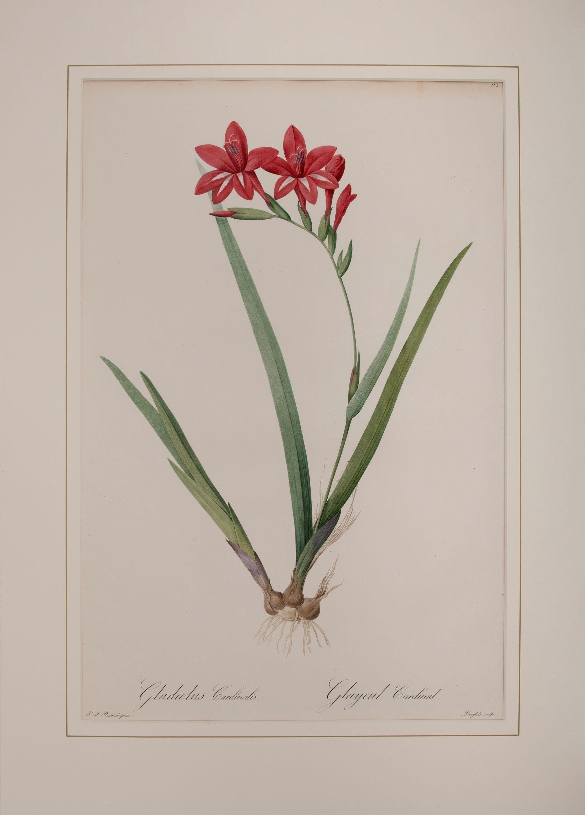 Gladiole Cardinalis 